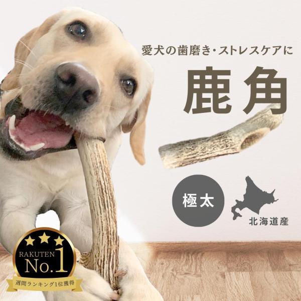 静岡下田の鹿の角14本 （愛犬のおもちゃ/ハンドクラフト素材） 静岡