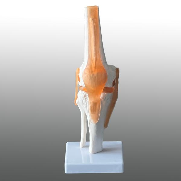 医学模型 膝関節模型 膝関節症 膝の痛み 膝関節可動解剖学模型 : 人体