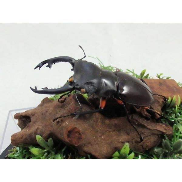 インペリアリス ツヤクワガタ♂68mm（ジオラマ標本） : オオクワ京都