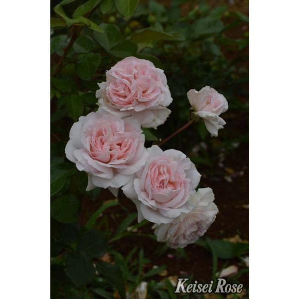 コンスタンツェ・モーツァルト（バラ苗：四季咲き中輪房咲き系） 大苗
