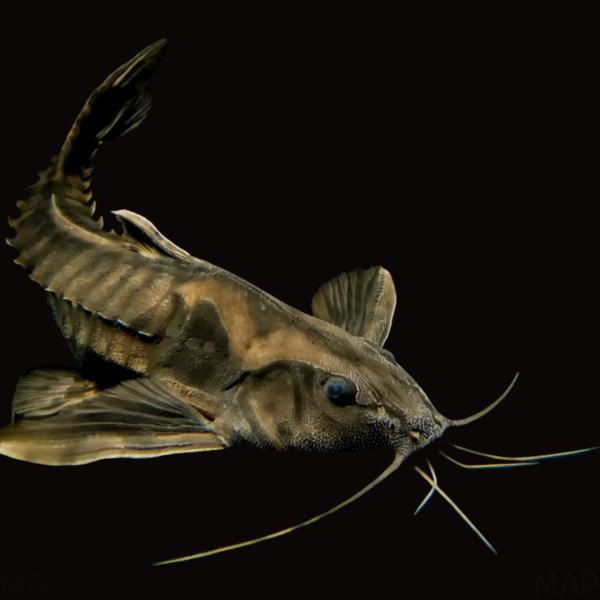 淡水魚 大型ナマズ ドラス メガロドラス 7cm± 1匹 【大型種】【鎧