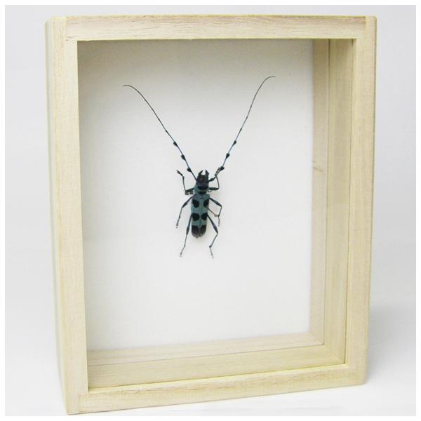 昆虫標本 ルリボシカミキリ 桐箱 : ソプラノYahoo!店 - 通販 - Yahoo