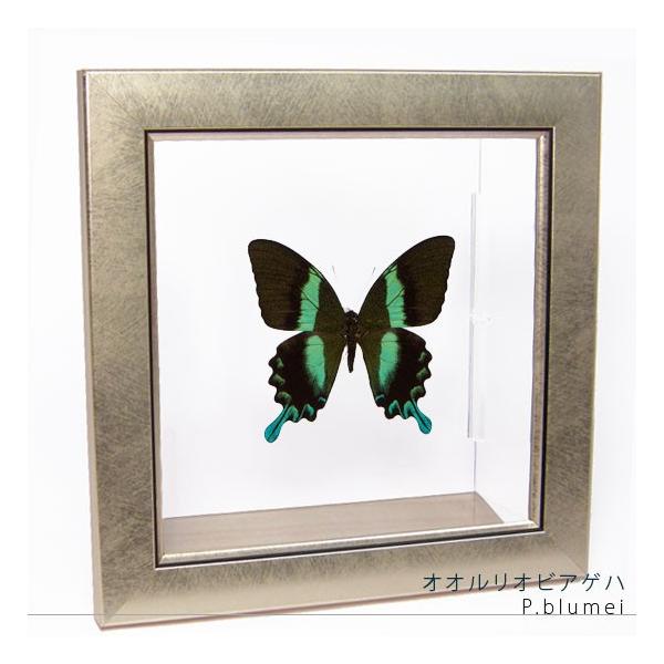 昆虫標本 蝶の標本 オオルリオビアゲハ メタリック調ライトフレーム