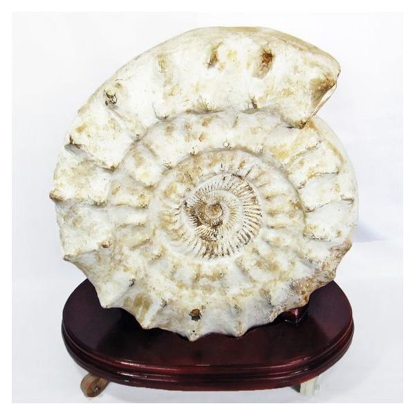 66.1Kg アンモナイト 化石 同梱不可 特大品 t726-1004 : 誠安天然石