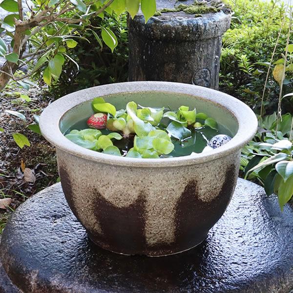 信楽焼 睡蓮鉢 メダカ鉢 おしゃれ めだか鉢 陶器 水鉢 ビオトープ