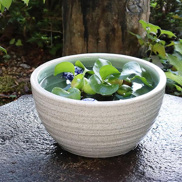 信楽焼 睡蓮鉢 メダカ鉢 おしゃれ めだか鉢 陶器 水鉢 ビオトープ
