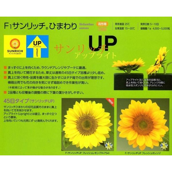 shimizuya-tanenae_fs001510010-