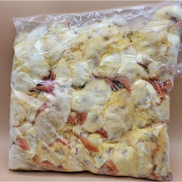 送料無料・クール便発送】国産冷凍ひよこ(雛) 480羽入り 猛禽類