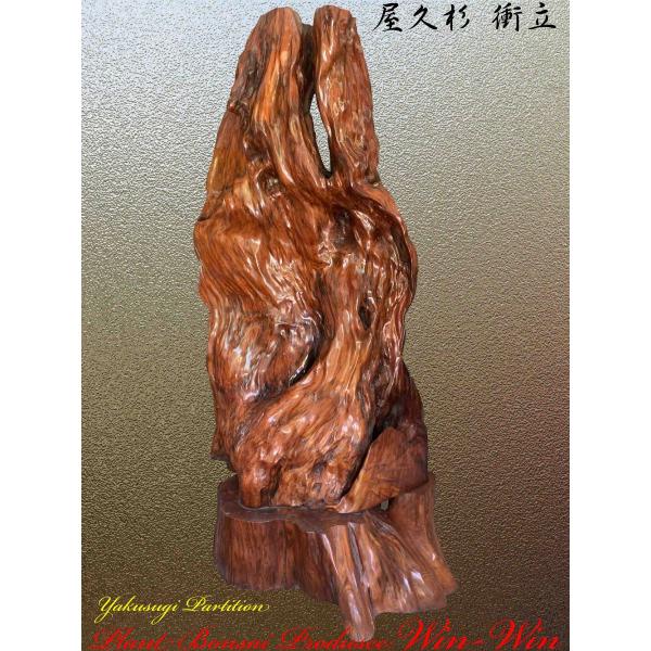 plantbonsaiwinwin_yessystt0004