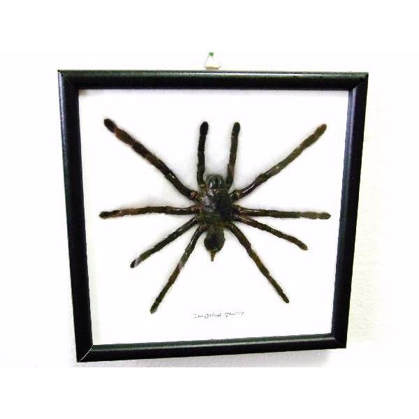 標本パネル タランチュラ蜘蛛標本 ロックアクセサリー : r-m store