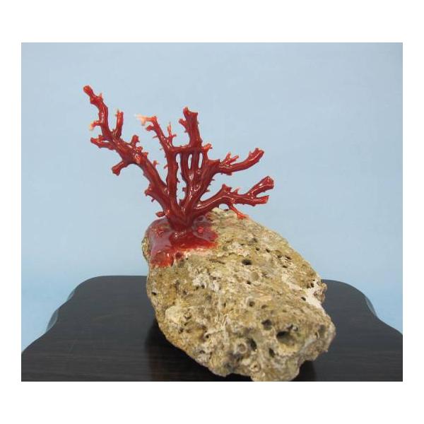 tosasangoya_r4ash32-97y