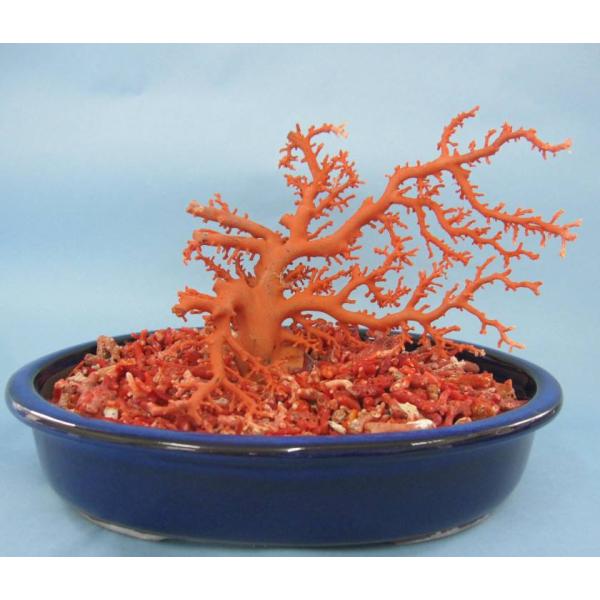 割引 【送料無料・蔵出し品】珊瑚 珊瑚礁 赤珊瑚 台座付 飾り 詳細不明