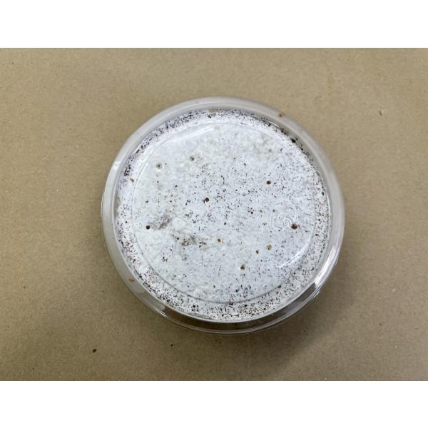 神長きのこ園【S8カンタケ：プリンカップ200cc 10個】オオクワガタの