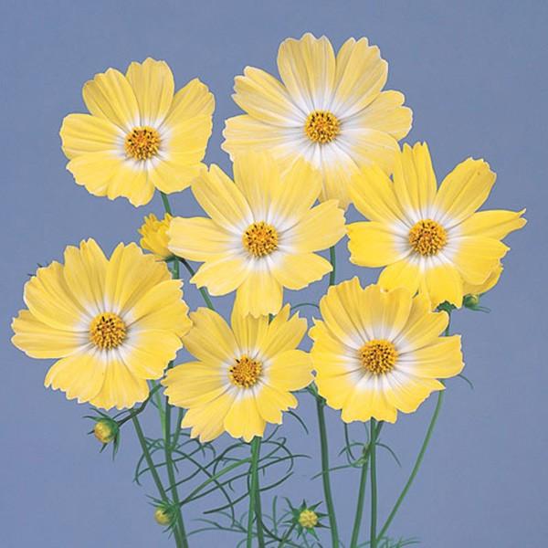 花の種（営利用）コスモス キャンパス イエロー 1dl サカタのタネ 種苗