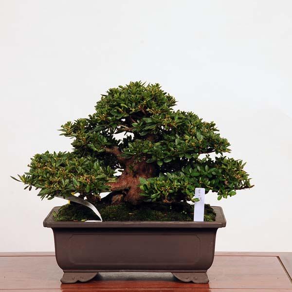 盆栽 特選：皐月(星の輝)現品*さつき サツキ Satsuki bonsai 中品盆栽