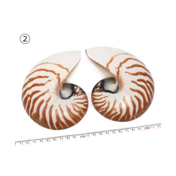 貝殻パーツ】オウムガイ Sサイズ 1個 ハーフカット オウム貝 約15cm