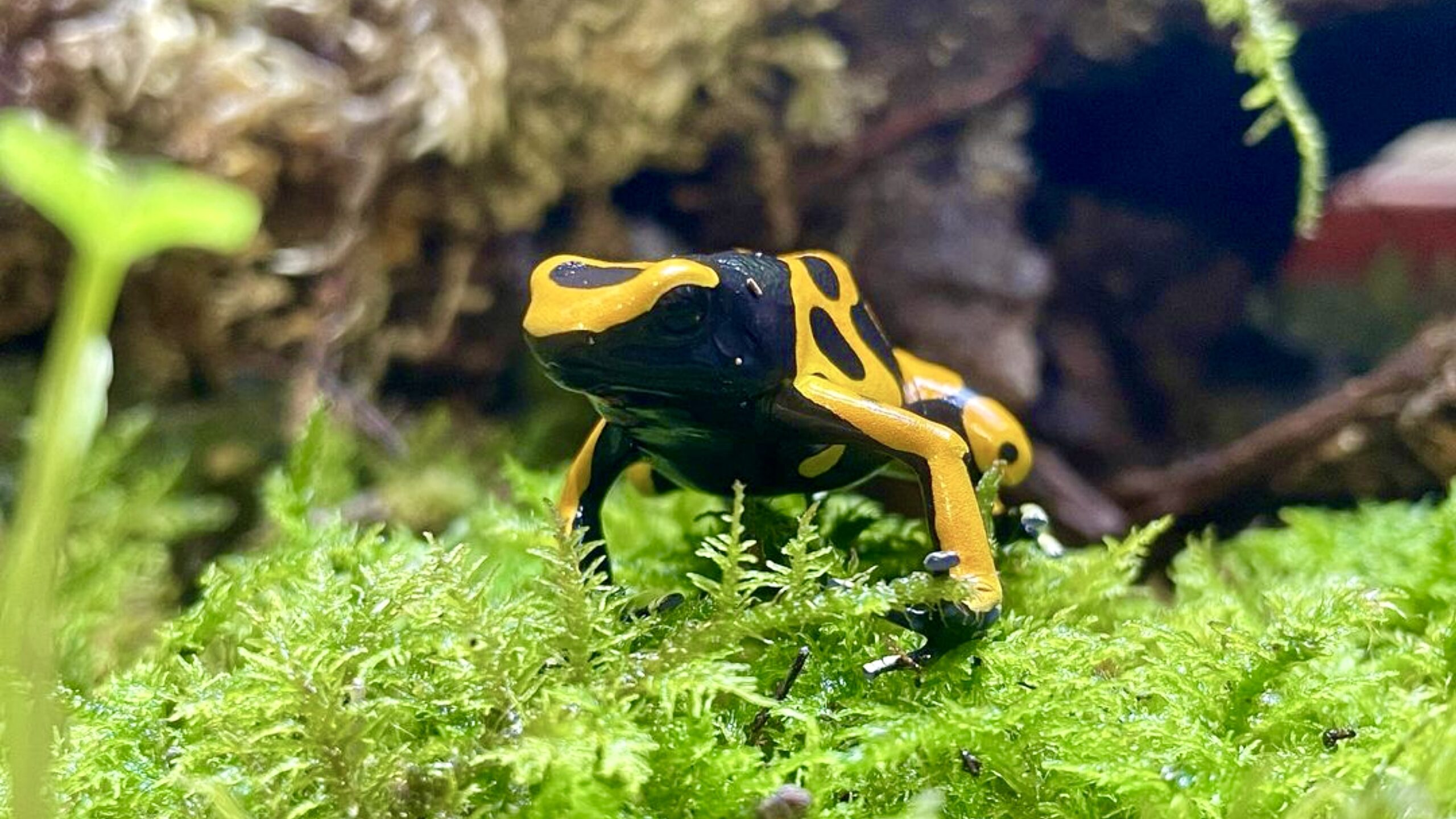 溢れかえる岸辺2枚】【渦まく知識4枚】 溢れかえる岸辺2枚】【渦まく