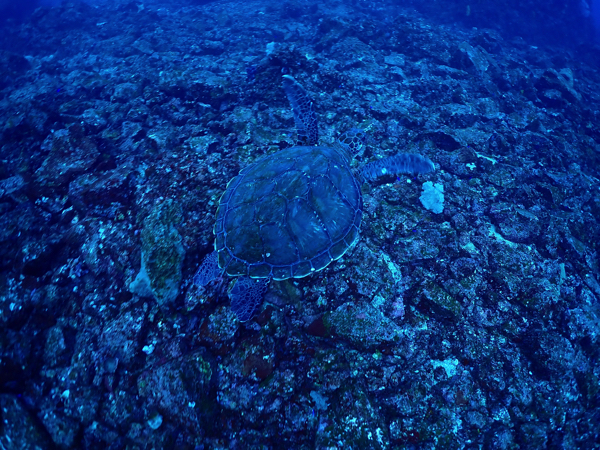 1/31】海洋公園の最果て！サンカク＆5番エリアと、ヨコバマ