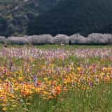 2026年版】松崎町へ「桜並木と田んぼをつかった花畑」を見に行こう