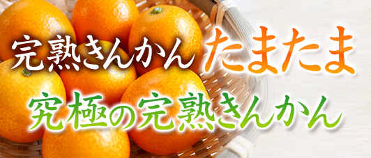 きんかんたまたまエクセレント3L｜｜│JAみやざき 日向オンラインショップ