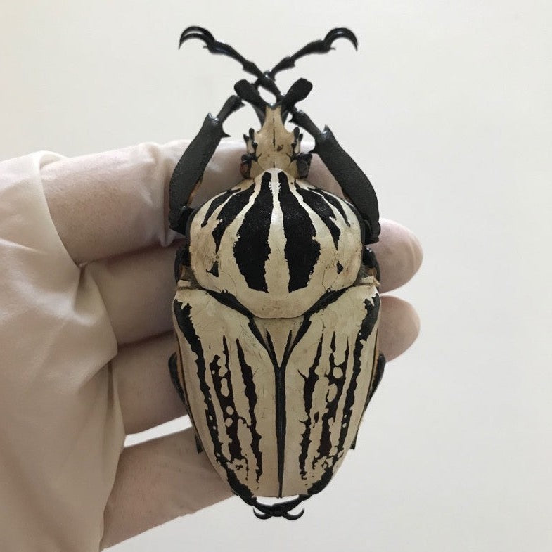標本 Cong Goliathus orientalis 92mm Oriental Goliath Beetle