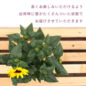 母の日ギフト】 ソルシーカー ビーイエロー15㎝ギフト鉢 - jardin