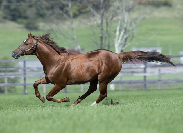 アニマルキングダム（USA）：日本軽種馬協会