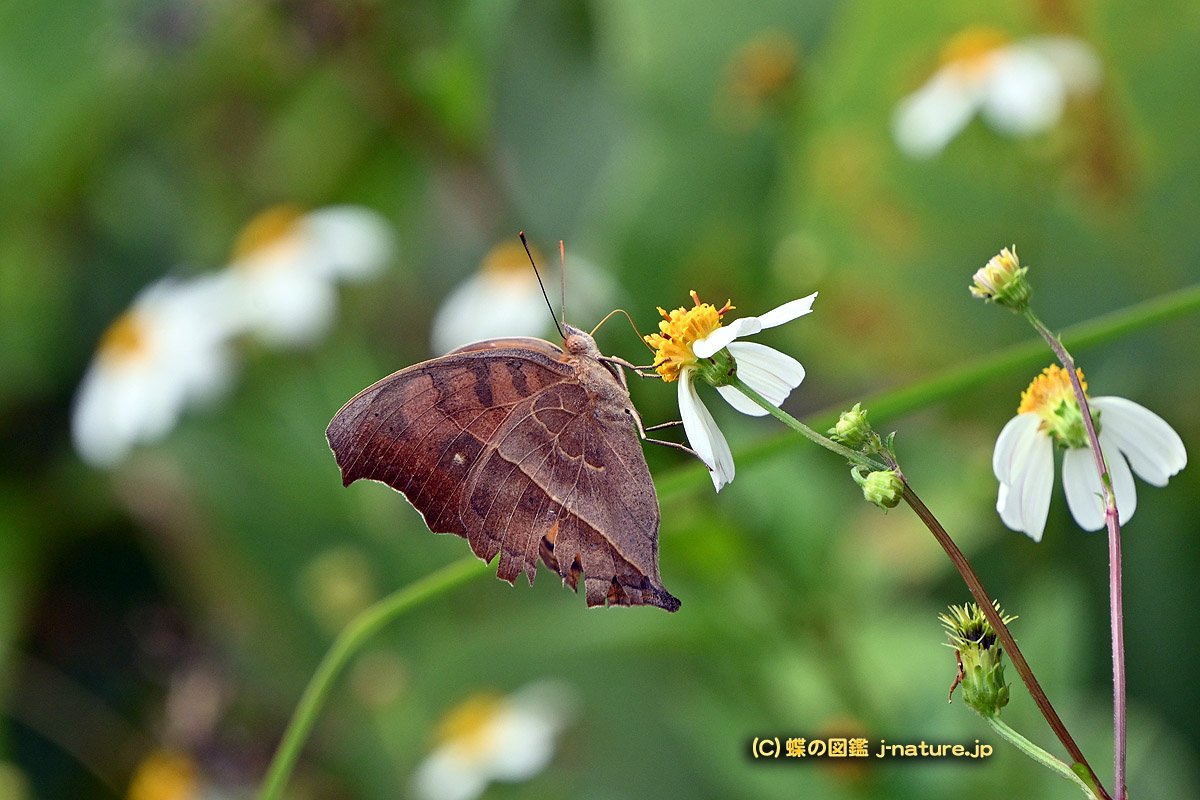 蝶の図鑑～今日の蝶ブログ