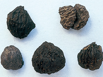 縄文時代ってどんな時代？ – 北海道・北東北の縄文遺跡群キッズサイト