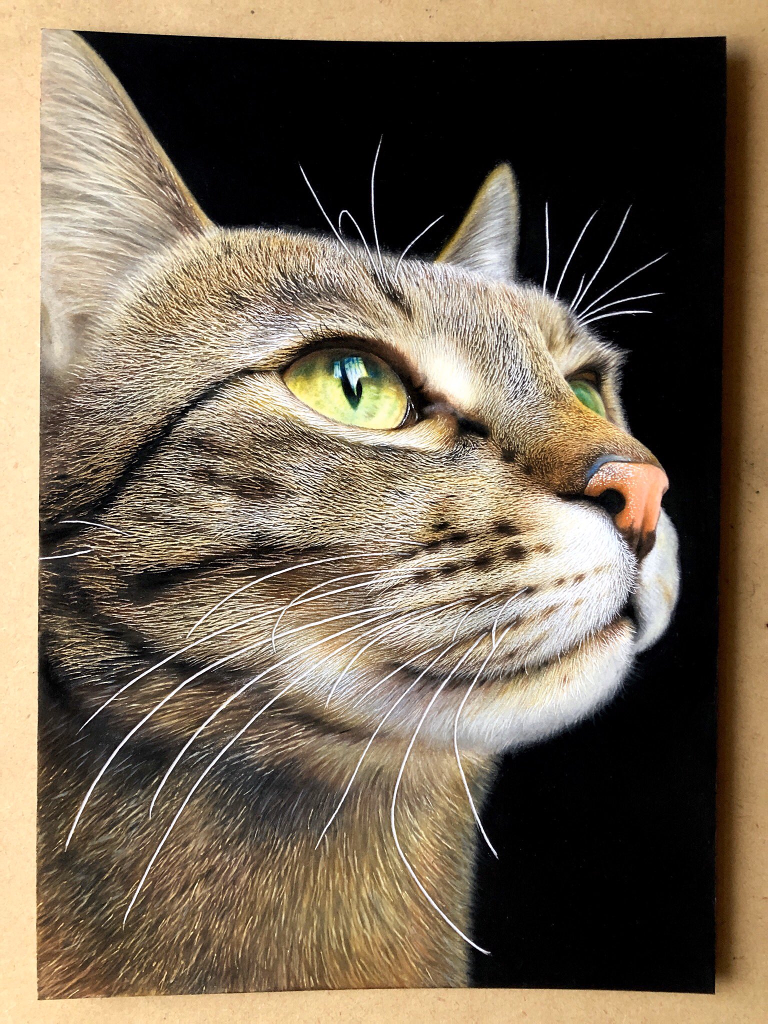 色鉛筆画A4キジシロ38 色鉛筆画A4キジシロ38 【公式通販】