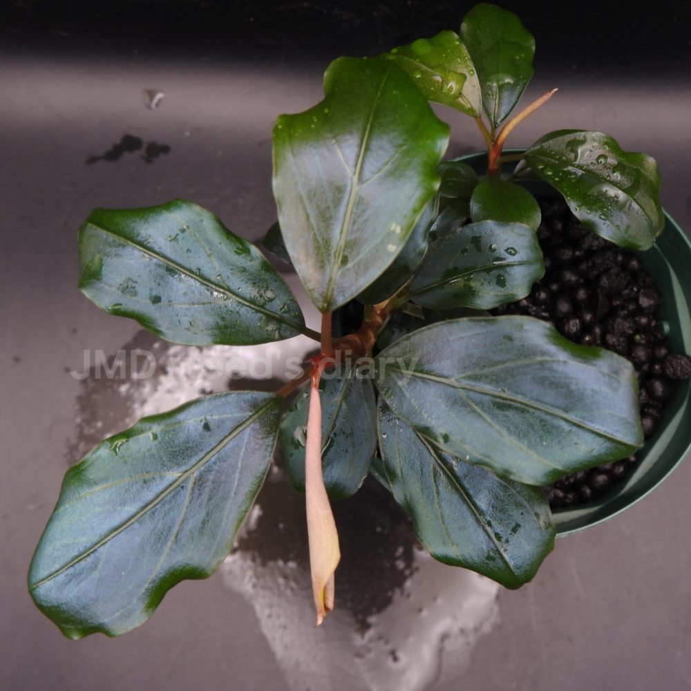 陰性水草の王様的存在【ブセファランドラ】Aurora KN便 陰性水草の王様