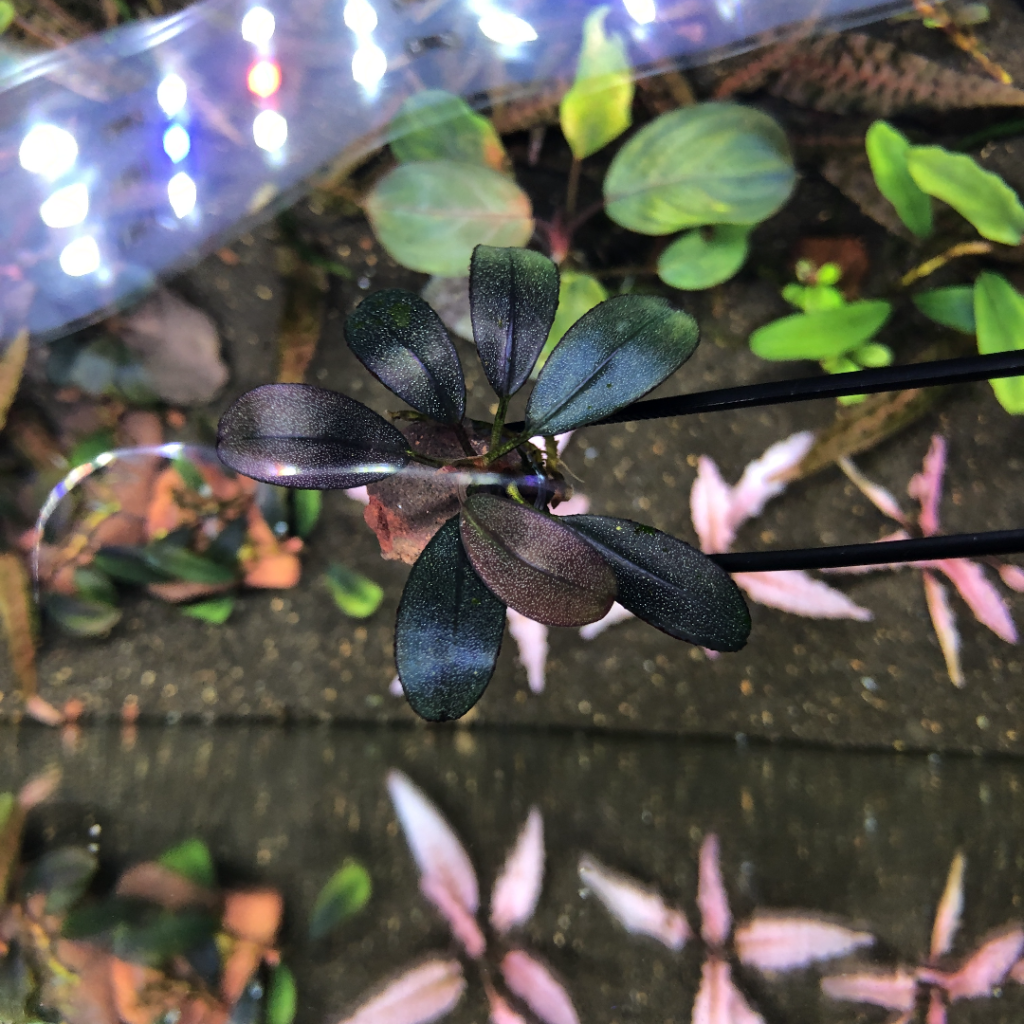 ブセファランドラ sp.スーパーパープル❣️Bucephalandra sp.Super