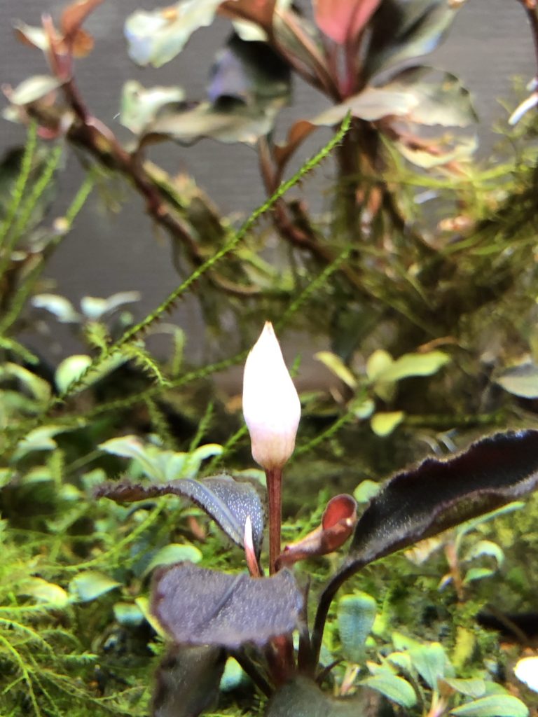 ブセファランドラsp.ブラウニー ネオ 2015❣️ Bucephalandra sp