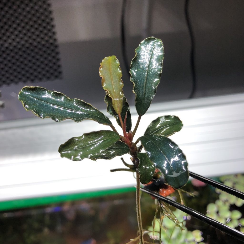 ブセファランドラ sp.スーパーブルー❣️Bucephalandra sp.Super Blue