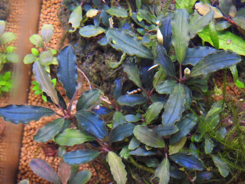 ブセファランドラ sp.スーパーブルー❣️Bucephalandra sp.Super Blue