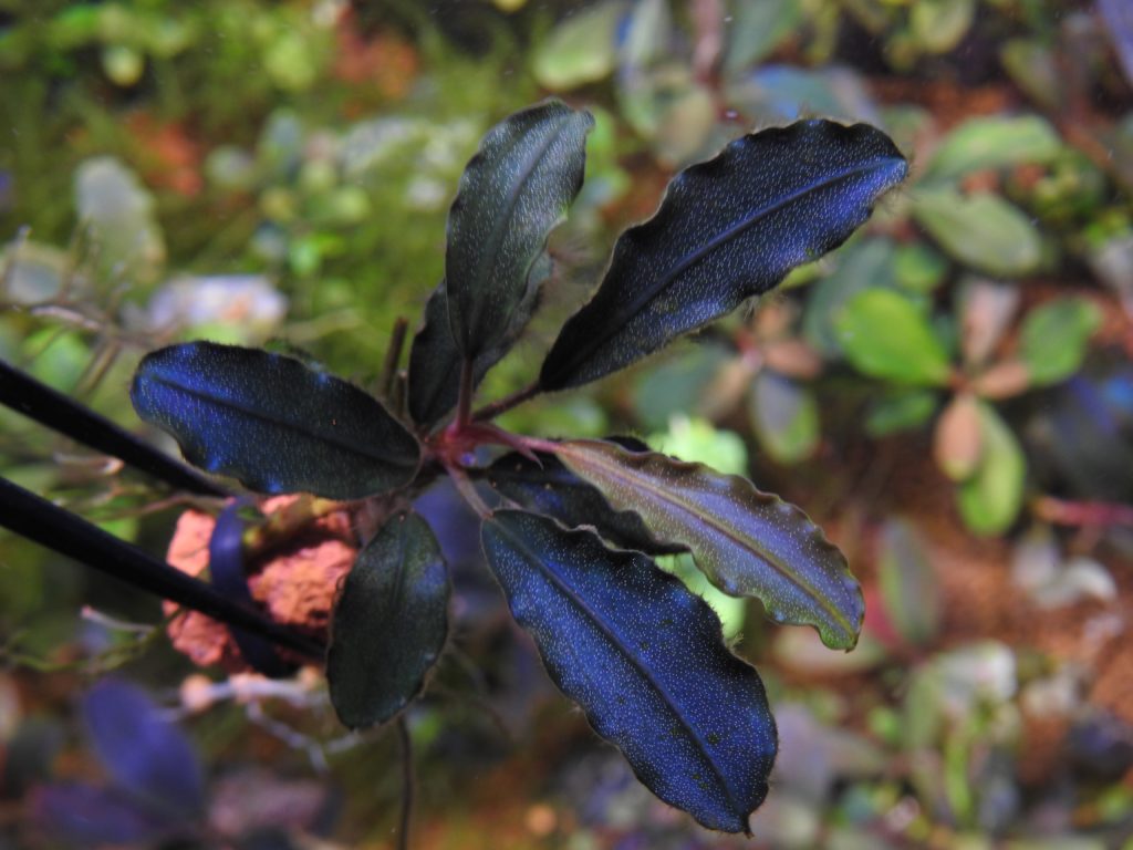 水草 Bucephalandra sp. 