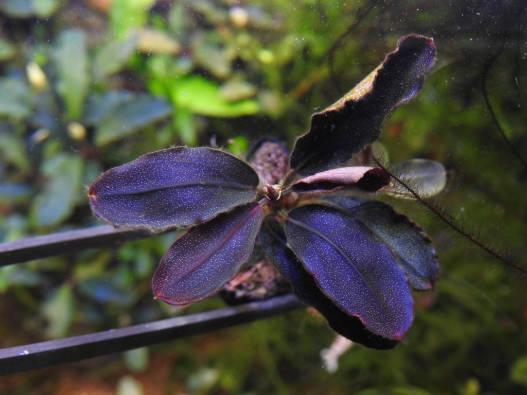 ひ*ろ様 ブセファランドラ Bucephalandra keris レアブセ