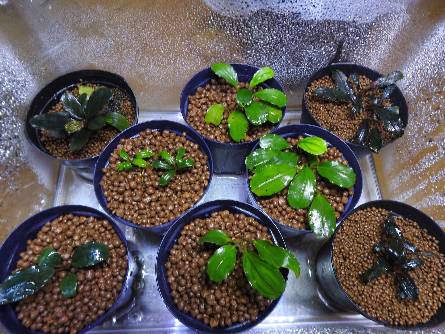 ブセファランドラ 4種セット 水上育成