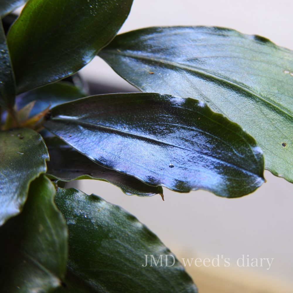 ブセファランドラ sp.スーパー ブルー🐧Bucephalandra sp.super blue