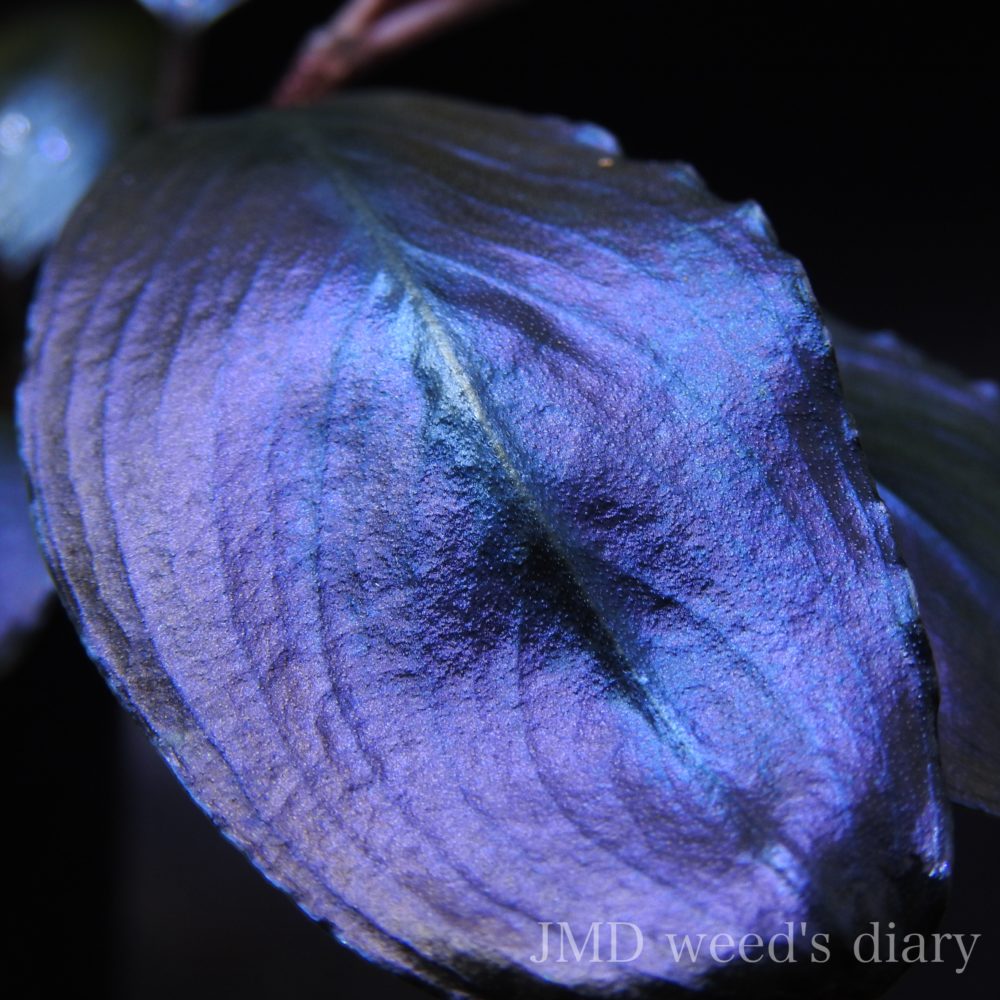 ブセファランドラ sp.レインボー シャイン🌈Bucephalandra sp.Rainbow