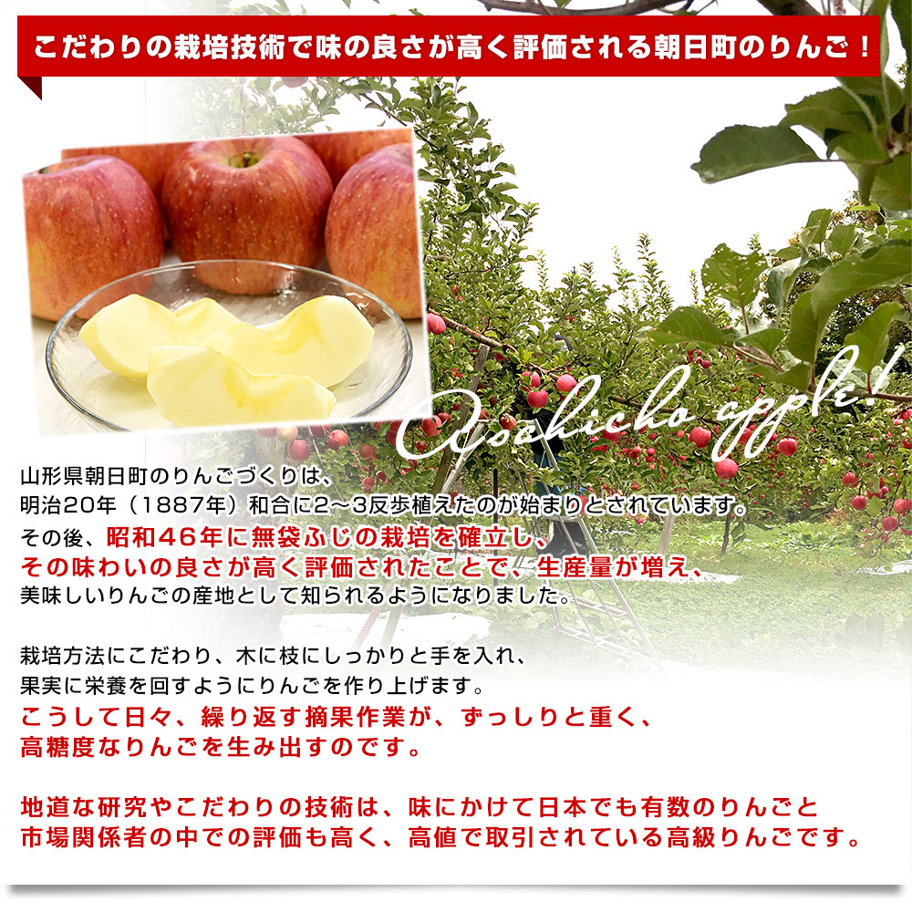 山形県産 JAさがえ西村山 朝日町のサンふじ 約3キロ (10玉から14玉