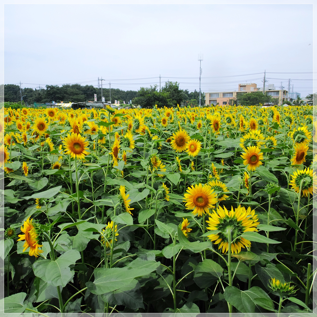 シュ-ルプランツ 超植物 世界一美しいひまわりの理想 シュ-ルプランツ