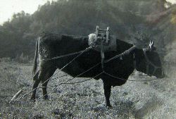 農耕に使った牛の鞍