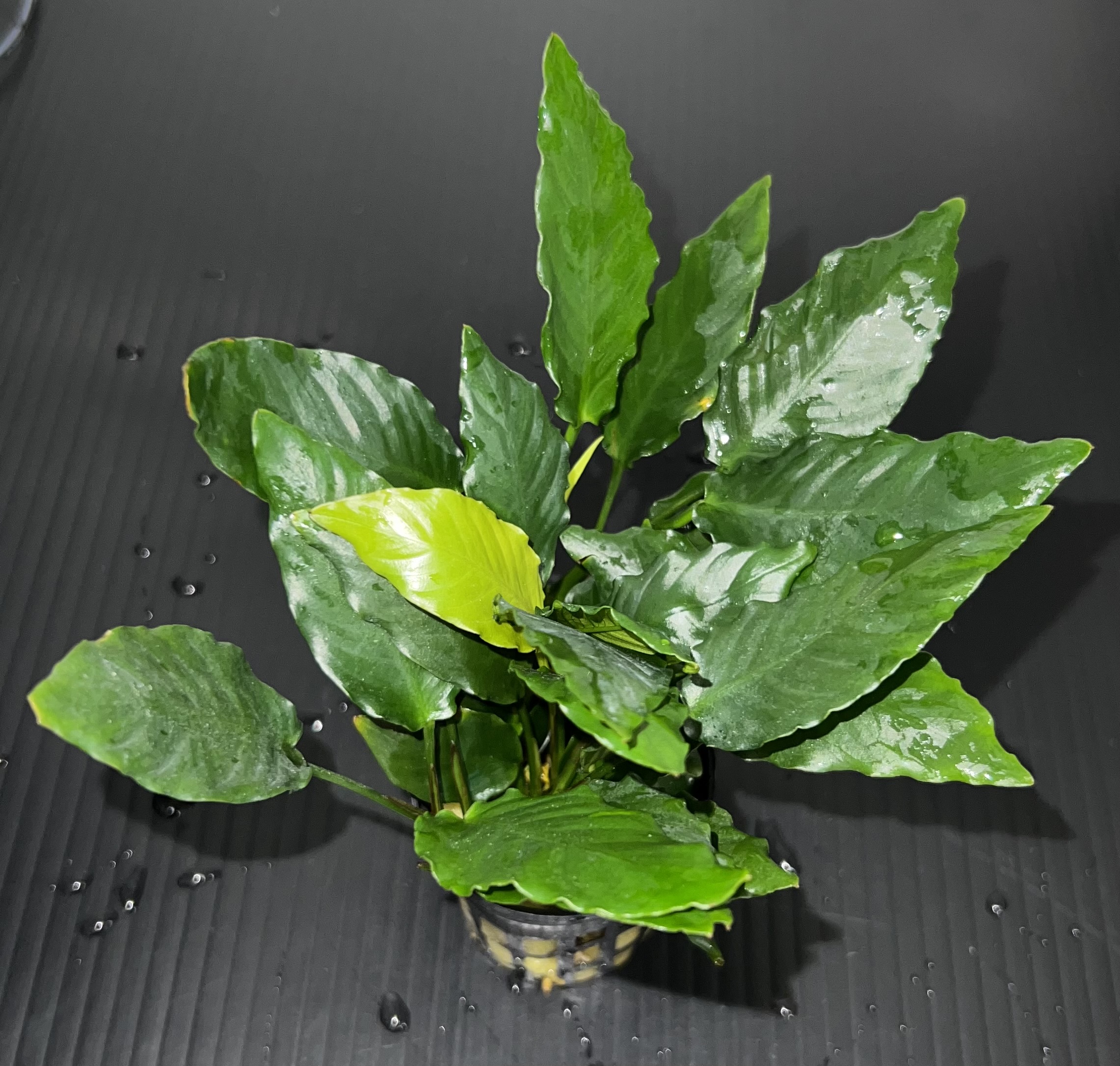 アヌピアス・バリエゲーテッド・キン(アヌビアスナナ 斑入りキング