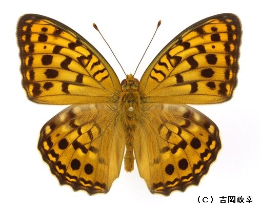 k*3様 オオウラギンヒョウモン等 日本産蝶標本 21種 59頭 大型ドイツ箱