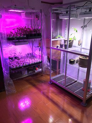 多肉・コーデックスの冬越し用に「ピカコーポレイションの室内小型