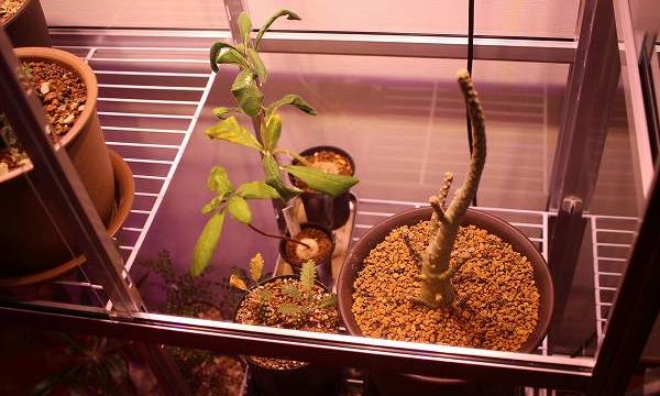 多肉・コーデックスの冬越し用に「ピカコーポレイションの室内小型