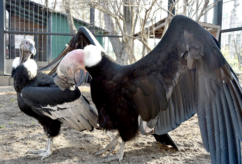 日本画 アンデスコンドル 鳥 赤 B1サイズ 日本画 アンデスコンドル 鳥