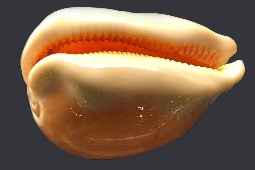 ナンヨウダカラ 貝殻 標本 K0069 美品 貝殻 標本 ナンヨウダカラ 2個