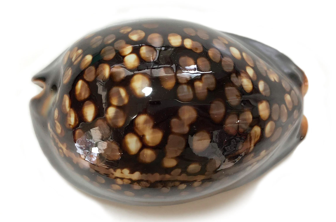 ハチジョウダカラ | 貝の図鑑